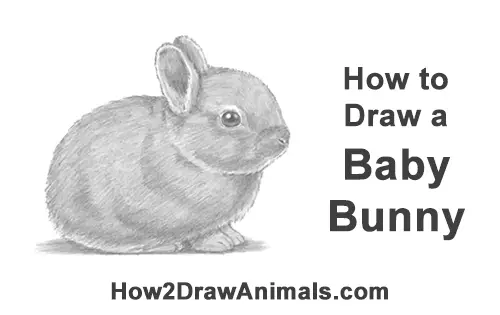 How To Draw A Rabbit Baby Video Step By Step Pictures