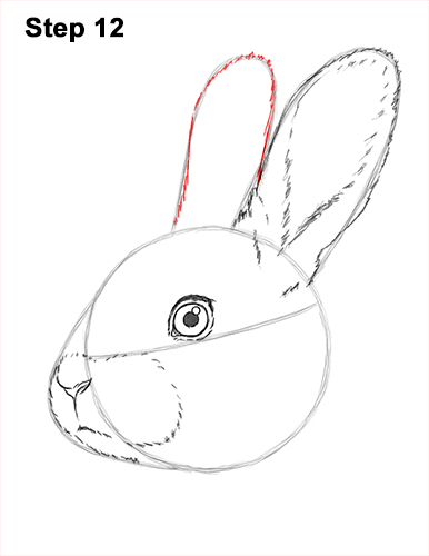 How to Draw Cute Bunny Rabbit Head Face Portrait 12