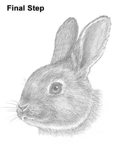 How To Draw A Rabbit Head Detail