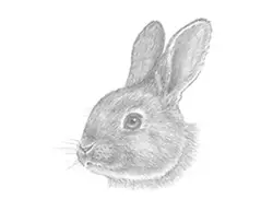 How to Draw a Bunny Rabbit Head Detail