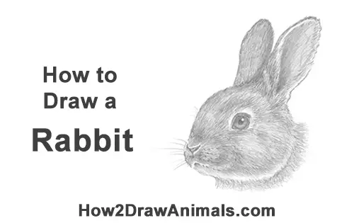 How to Draw Cute Bunny Rabbit Head Face Portrait