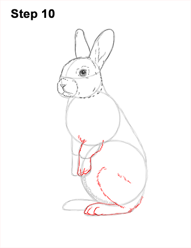 How to Draw a Rabbit (Standing) VIDEO & Step-by-Step Pictures