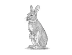 How to Draw a Bunny Rabbit Standing Up