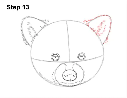 How to Draw a Raccoon Head Face Portrait 13