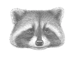 How to Draw a Raccoon Head Portrait Face