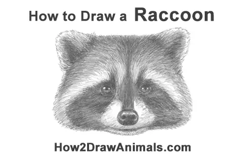 How to Draw a Raccoon Head Face Portrait