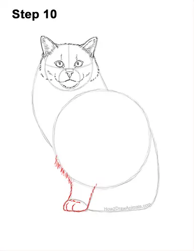 How to Draw a Ragdoll Cat Sitting 10
