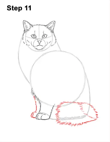How to Draw a Ragdoll Cat Sitting 11