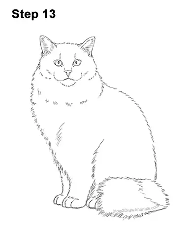 How to Draw a Ragdoll Cat Sitting 13