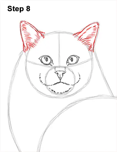 How to Draw a Ragdoll Cat Sitting 8