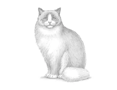 How to Draw a Ragdoll Cat Sitting
