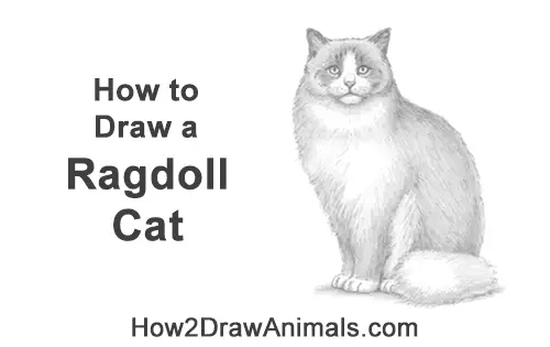 How to Draw a Ragdoll Cat Sitting