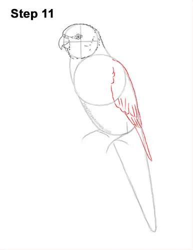 How to Draw Rainbow Lorikeet Bird 11