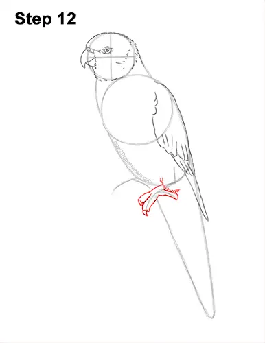 How to Draw Rainbow Lorikeet Bird 12