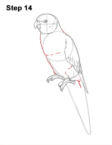 How to Draw Rainbow Lorikeet Bird 14