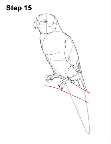 How to Draw Rainbow Lorikeet Bird 15