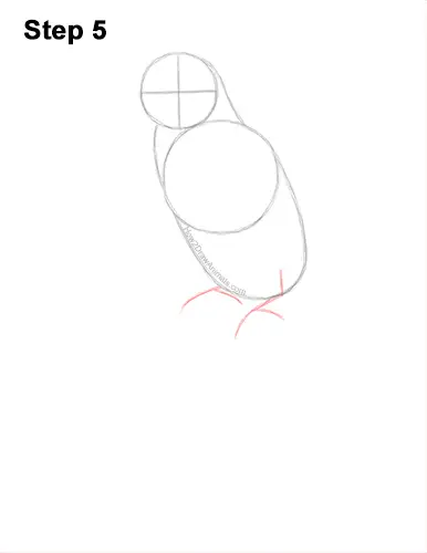 How to Draw Rainbow Lorikeet Bird 5
