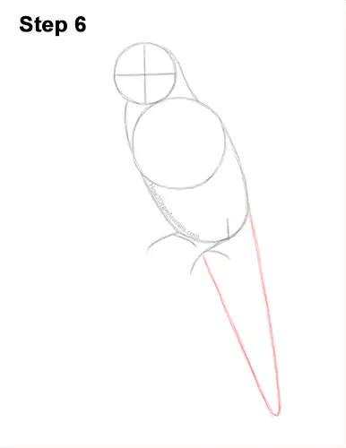How to Draw Rainbow Lorikeet Bird 6