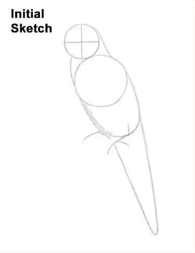 How to Draw Rainbow Lorikeet Bird Color Guides Lines