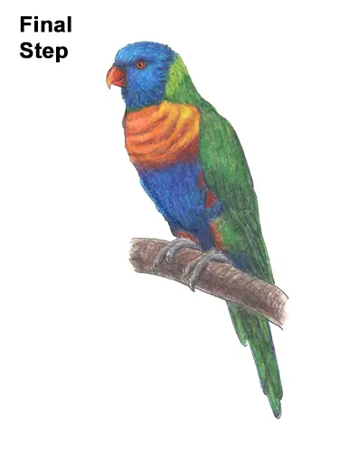 How to Draw Rainbow Lorikeet Bird Color