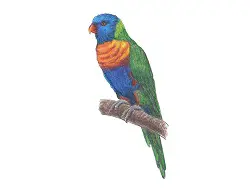 How to Draw a Rainbow Lorikeet Color