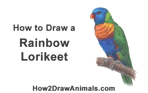 How to Draw Rainbow Lorikeet Bird Color