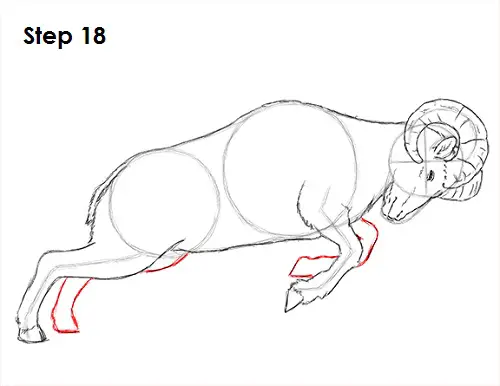 Draw Bighorn Ram 18