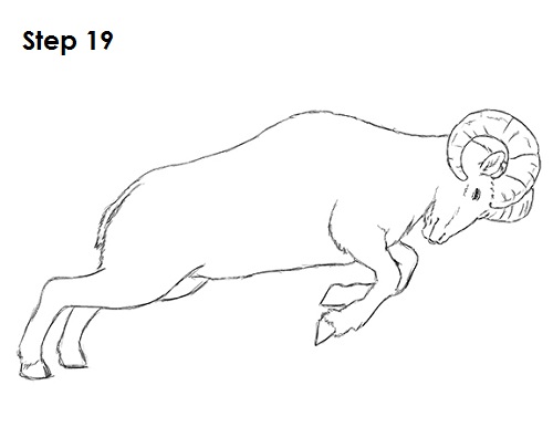 Draw Bighorn Ram 19