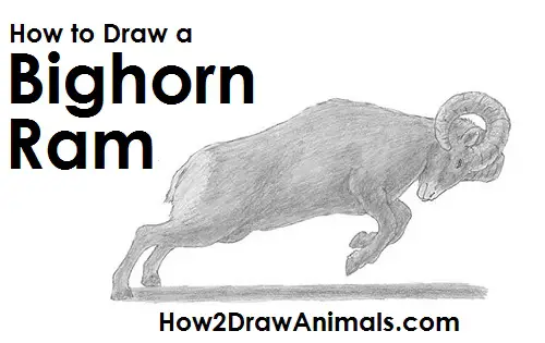 Draw Bighorn Ram