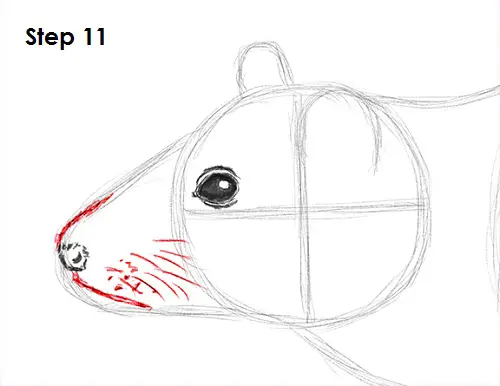Draw Rat 11