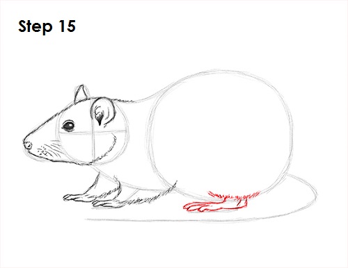 Draw Rat 15