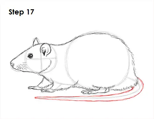 Draw Rat 17