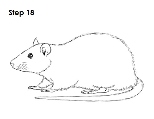 Draw Rat 18