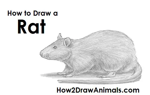 How to Draw a Common Brown Rat Side View