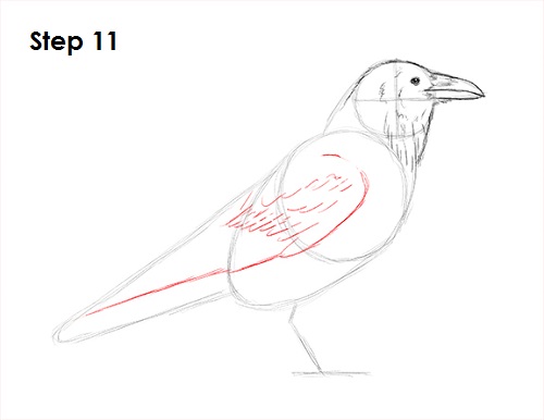 Draw Raven Bird 11