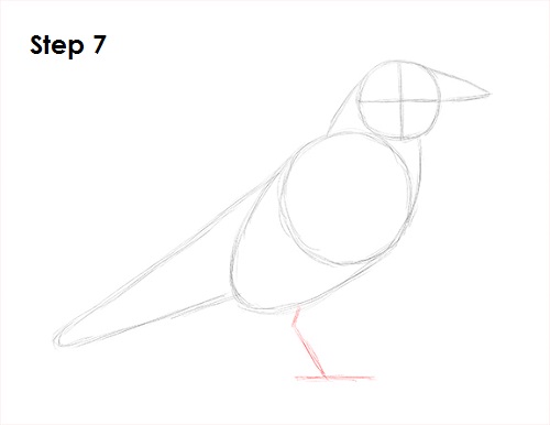 Draw Raven Bird 7