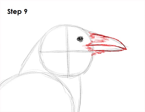 Draw Raven Bird 9