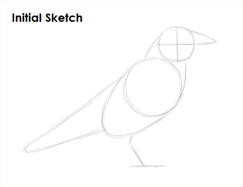 Draw Raven Bird Sketch