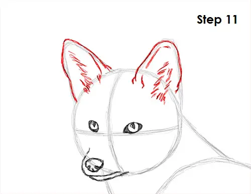 How to Draw a Fox (Red Fox) VIDEO & Step-by-Step Pictures