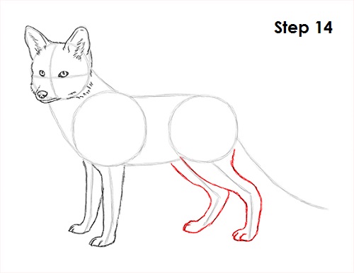 Red Fox Drawing 14 Draw Red Fox 14