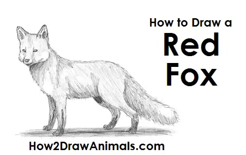How to Draw a Red Fox Side View