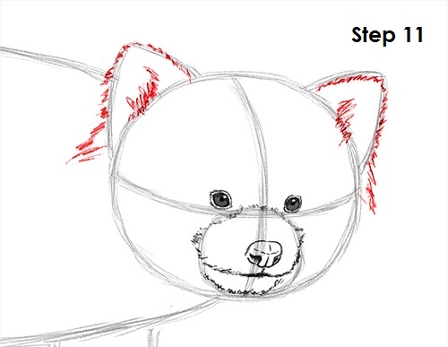 Draw Red Panda 11