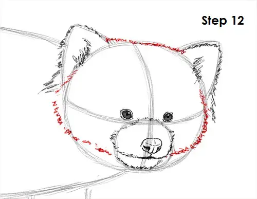 Draw Red Panda 12