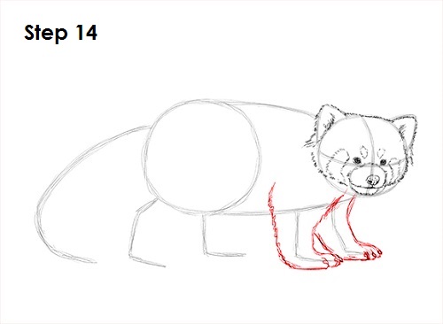 Red Panda Drawing 14 Draw Red Panda 14