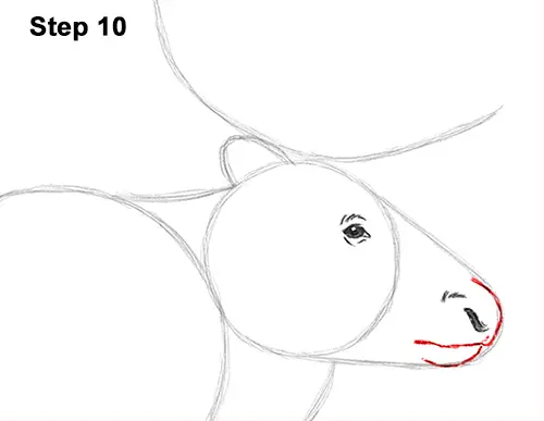 Draw Reindeer Caribou 10