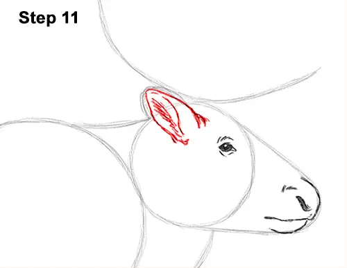 Draw Reindeer Caribou 11