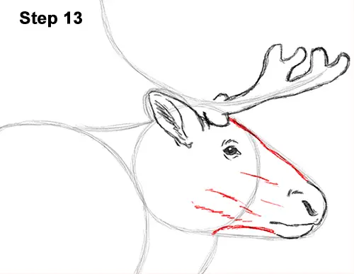 Draw Reindeer Caribou 13