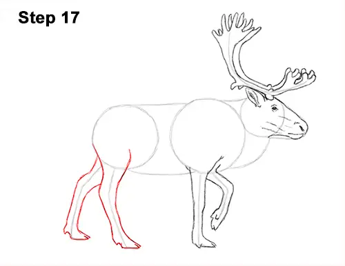 Draw Reindeer Caribou 17