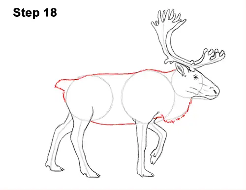 Draw Reindeer Caribou 18