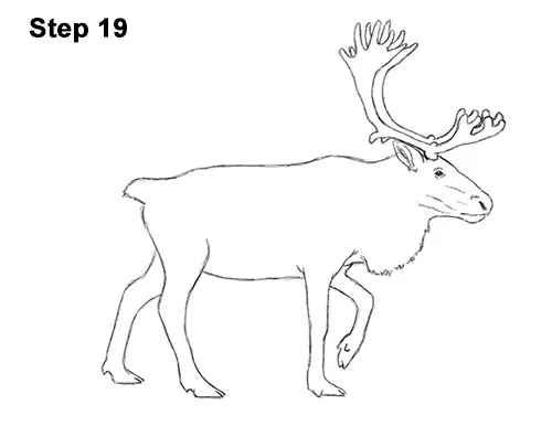 Draw Reindeer Caribou 19